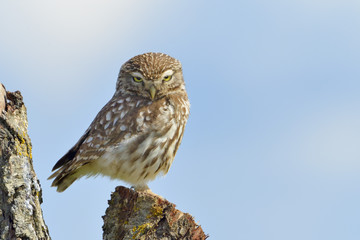 Little owl on a old tree.