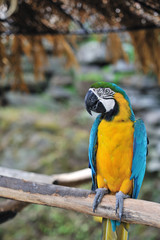 ルリコンゴウインコ