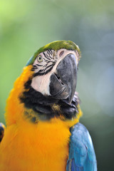 ルリコンゴウインコ