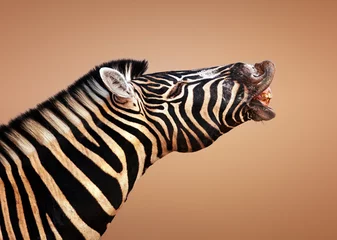 Fotobehang zebra bellen © JohanSwanepoel