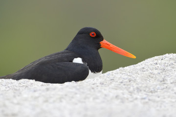 Oystercatcher sitting on nest.