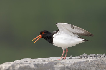Oystercatcher screaming and standing on rock.