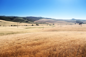 Fototapeta na wymiar barley hills Tuscany, Italy