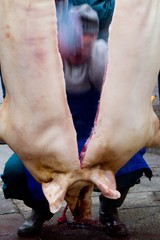 slashing pig during hungarian pig slaughter