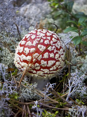 Red fly agaric