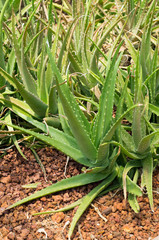 Aloe vera on a field