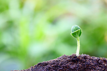 Growing plants
