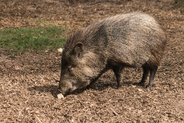 foraging peccary