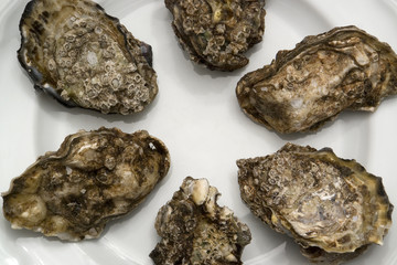 oysters on plate