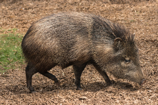peccary searching for food