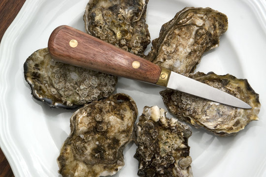 oysters on plate