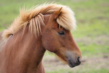 Obraz premium Icelandic Horse