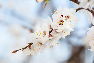Apricot tree flower