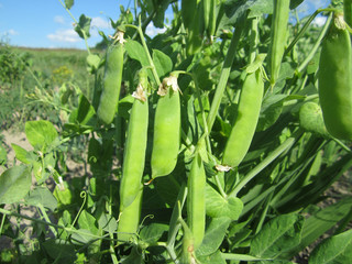 green pea