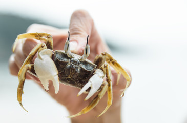 Crab