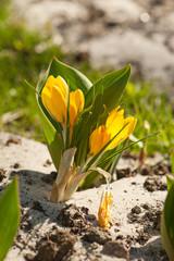 Obraz premium Crocus flower