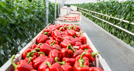 Red peppers in harvesting trolleys