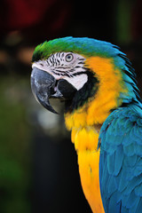 ルリコンゴウインコ