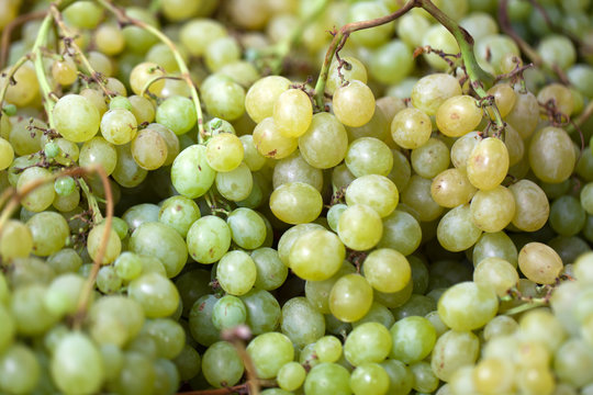 Background of freshly white grapes
