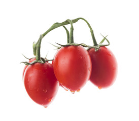 oval tomatoes bunch with water drops, isolated