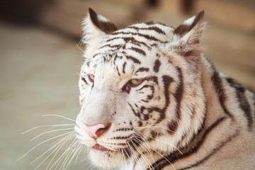 portrait of profile a white tiger