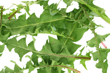 dandelion leaves isolated on white