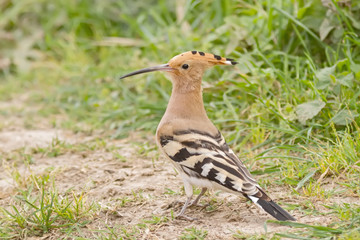 Eurasian Hoopoe