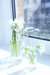 Beautiful bouquets of snowdrops in vases on windowsill