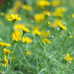 Yellow daisies
