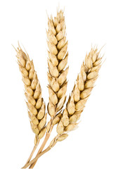 ears of wheat - obrazy, fototapety, plakaty