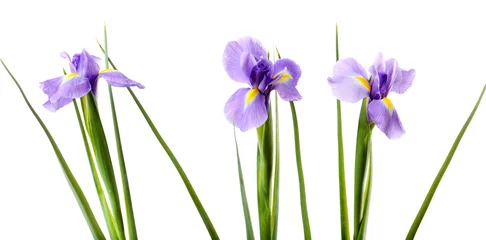 Crédence de cuisine en verre imprimé Iris Belle fleur d& 39 iris isolé sur blanc