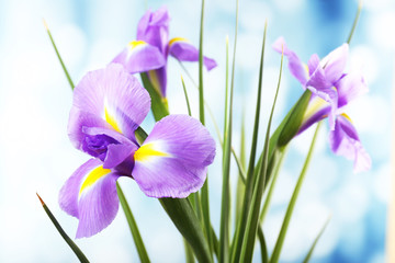 Beautiful iris flower on bright background