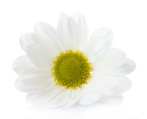 Beautiful chrysanthemum flower isolated on white