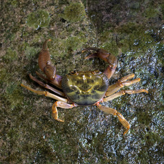 crab near waterfall