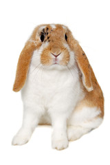Fototapeta premium Rabbit isolated on white background