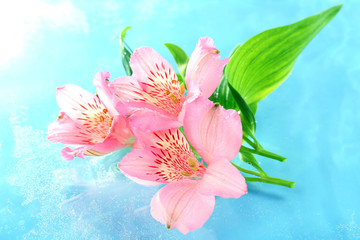Obraz na płótnie Canvas Floating flower close up