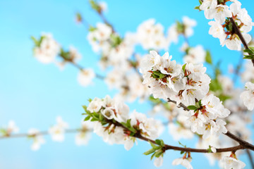 Fototapeta premium Beautiful blooming branches, close-up, on light background