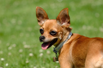 Chihuahua dog on green grass