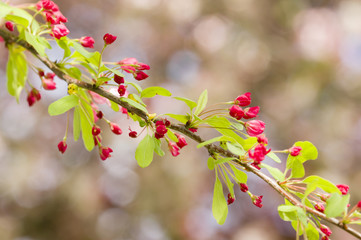 Cherry blossom flowers