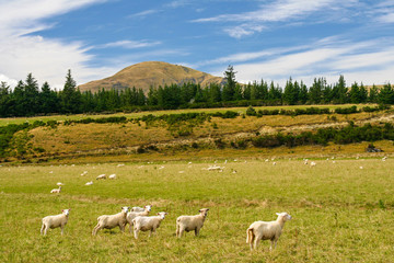 Obraz premium New Zealand