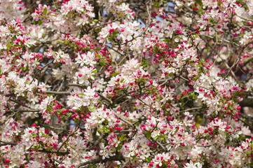 Naklejka premium Cherry blossom flowers