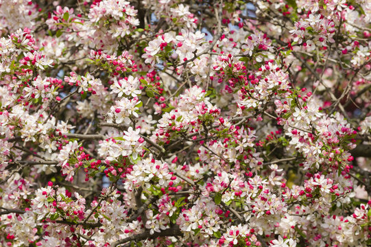 Cherry blossom flowers