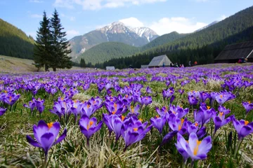 Foto auf Glas Krokusse im Chocholowska-Tal, hohe Tatra, Polen © Łukasz Kurbiel