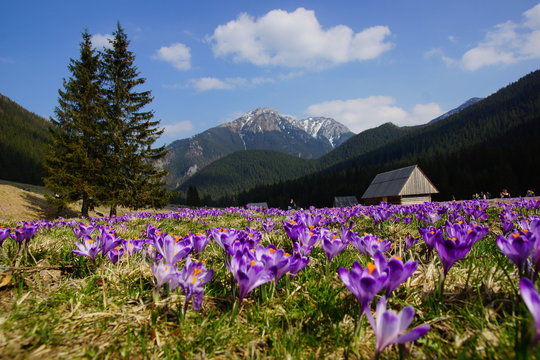 Fototapeta Crocuses in Chocholowska valley, Tatra Mountains, Poland