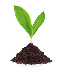 Young plant in ground isolated on white background