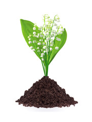 lily of the valley in ground isolated on white background