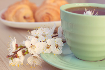 Cup of tea and croissants near blossoming branches