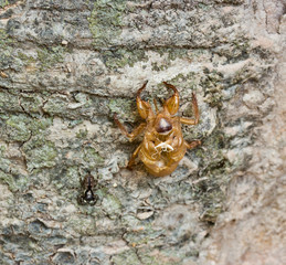 A cicada slough