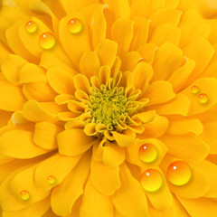 Yellow chrysanthemum
