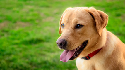 Labrador retriever dog in the meadow looking in the distance